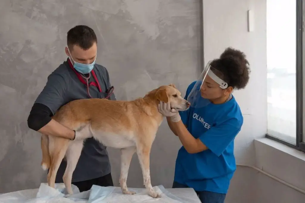 Woman wearing a clear face shield examining a brown dog in a table while her male co worker wearing a blue mask holds on to its stomach