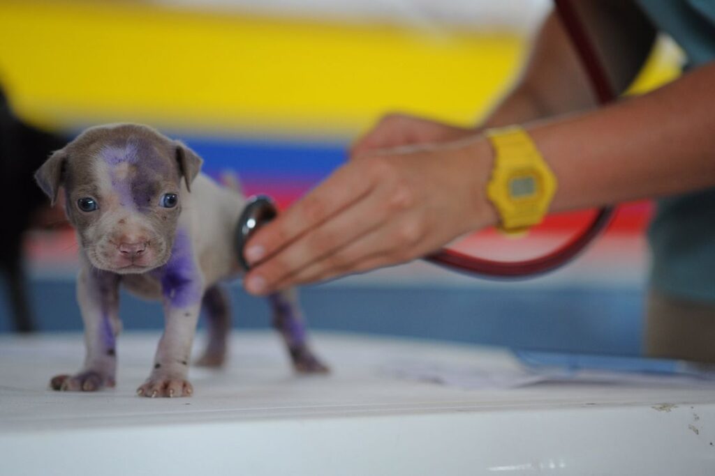 Tiny Boston Terrier with gray, white and purple patches on his coat is seen being examined by a veterinarian with a stethoscope