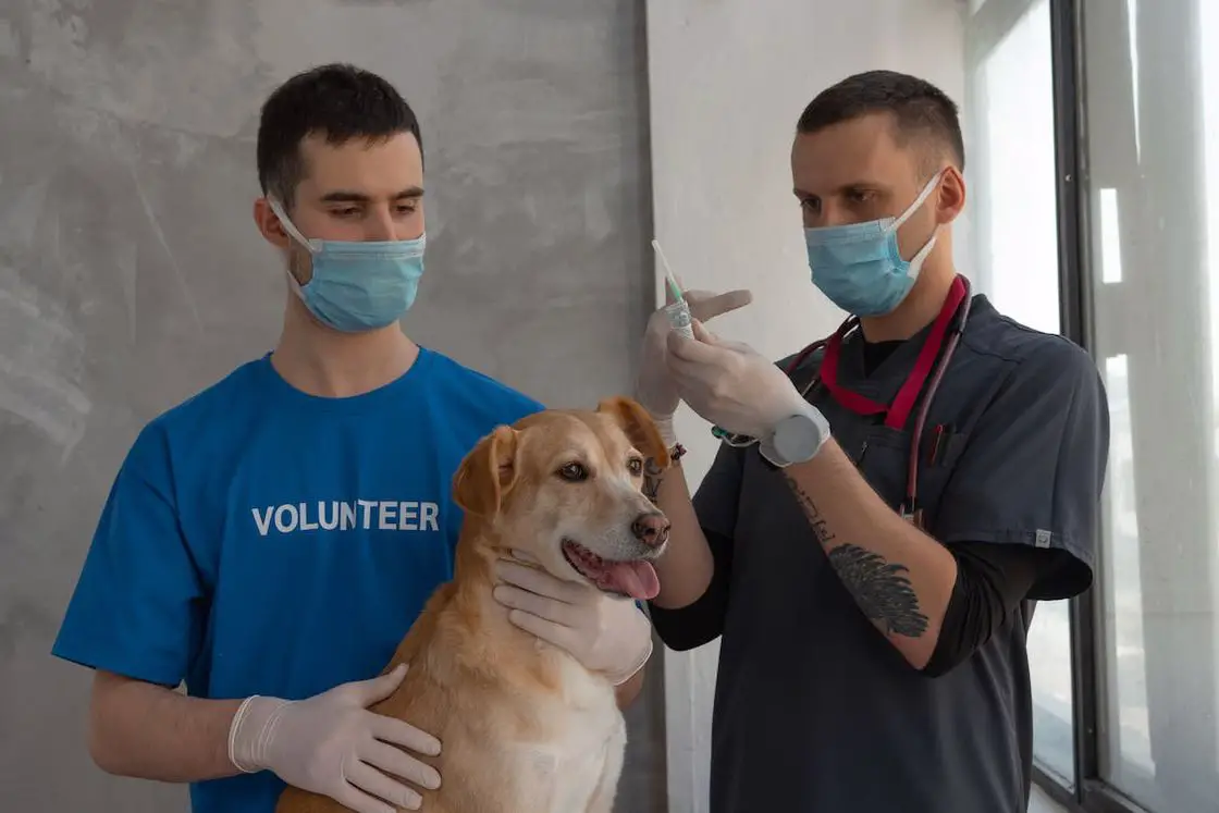 Veterinarian wearing a blue mask and holding a syringe while his male co-worker is seen holding on to a brown dog preparing for vaccination