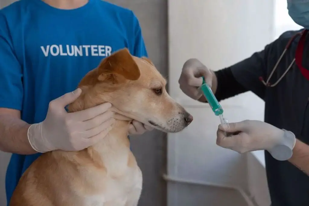 Veterinarian holding a vaccine injection while a volunteer holds onto a brown dog