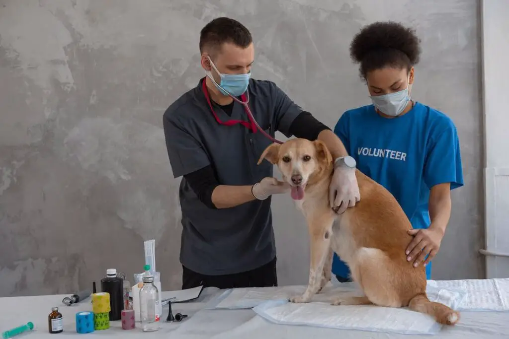 Veterinarian checking on a brown dog while a volunteer holds it still