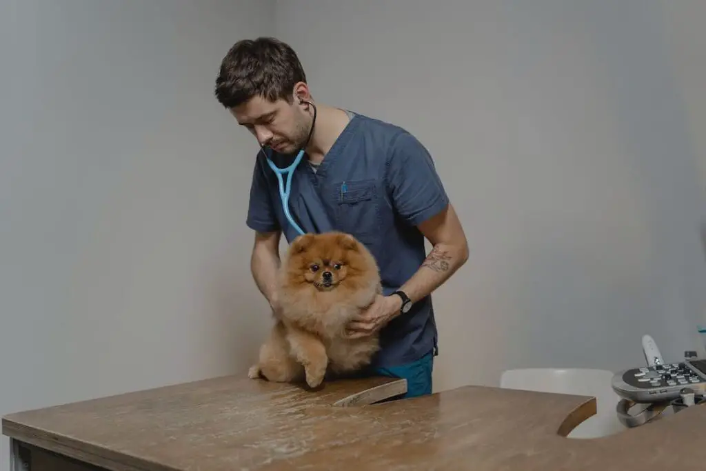 Veterinarian checking a brown Pomeranian with a stethoscope