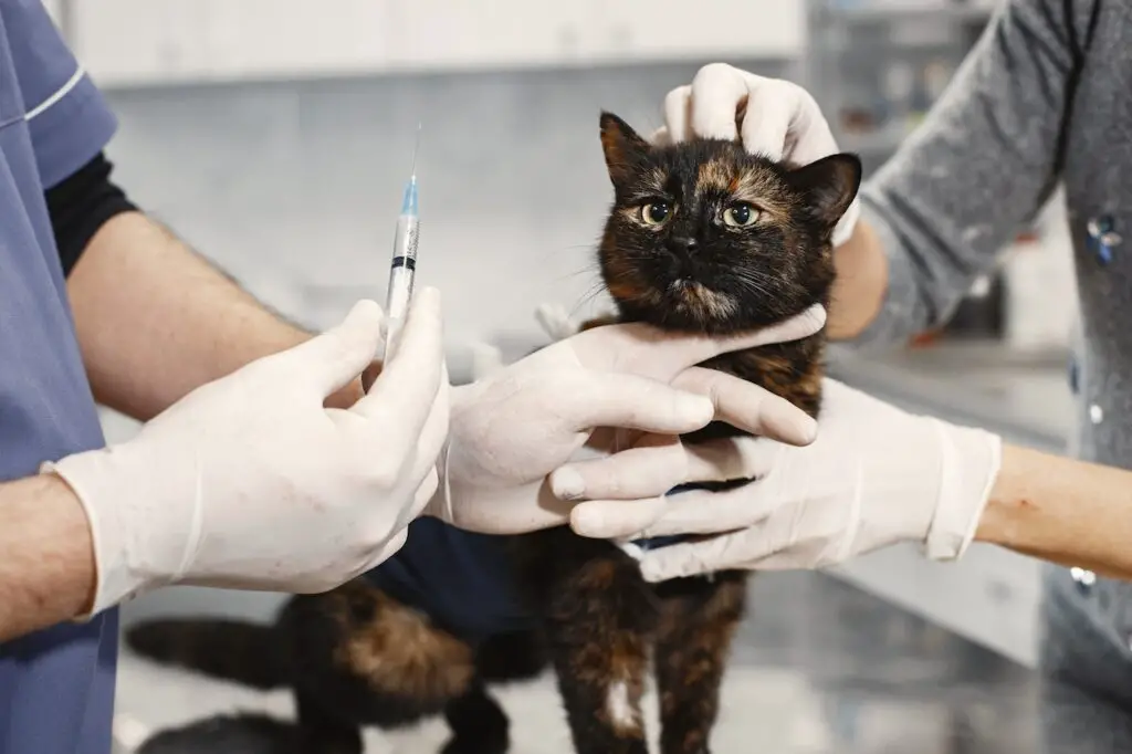A veterinarian wearing a blue scrub suit and white gloves holds a syringe near a black and orange cat on top of a metal bed