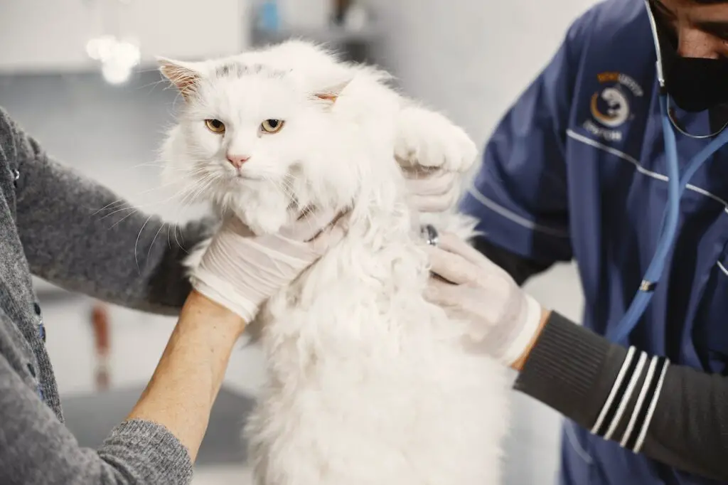 Two veterinarian wearing white gloves is holding a white cat with yellow colored eyes at a veterinary clinic