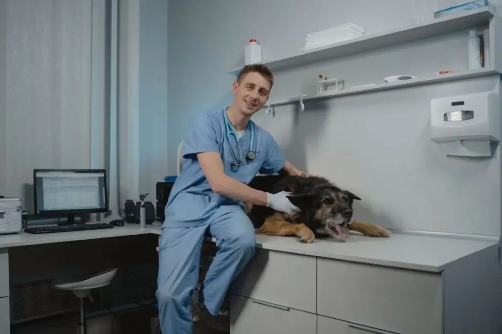 Veterinarian sitting beside a black dog lying on a white examination table