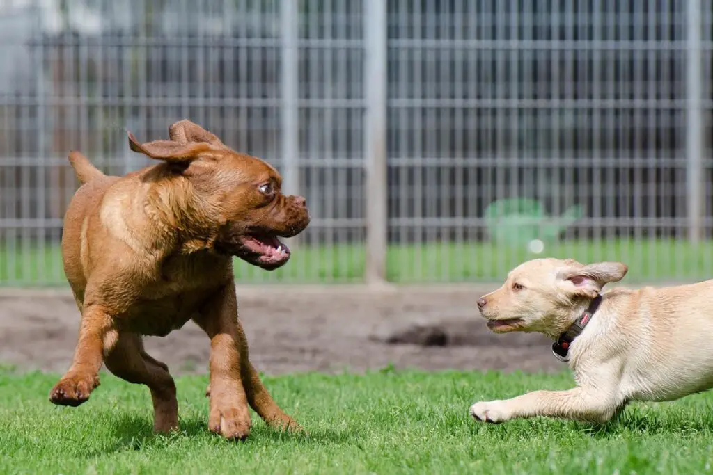 Brown bull dog playing with a white puppy in the park