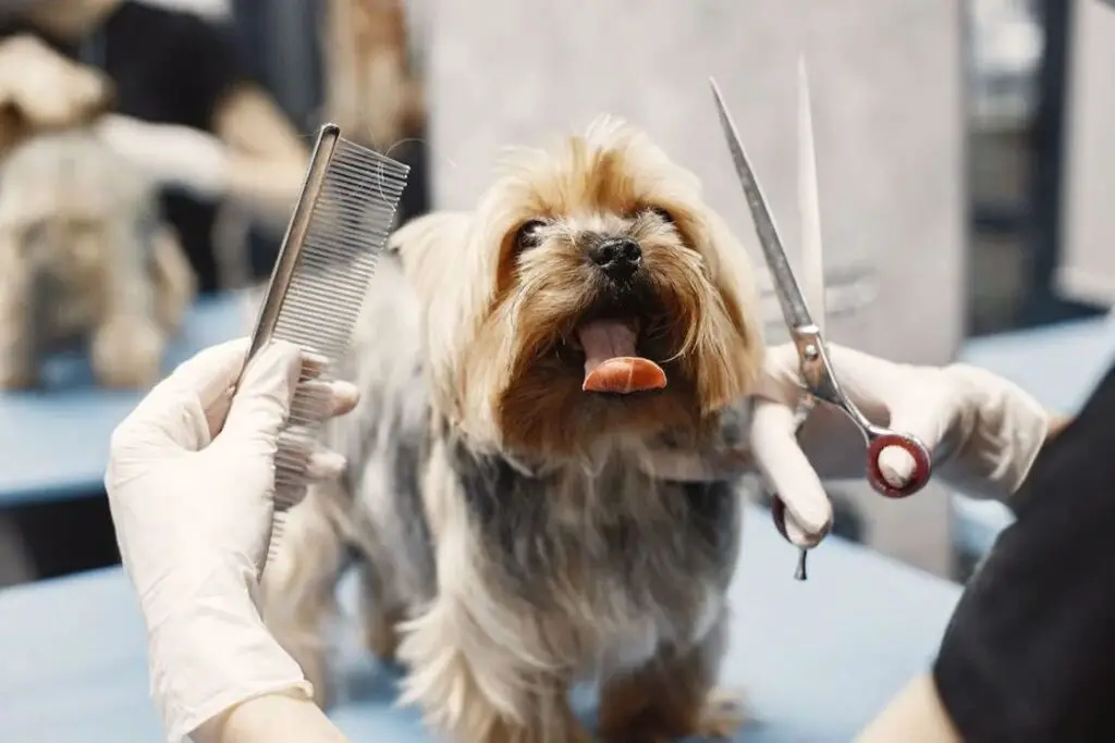 Yorkshire Terrier with brown, black and white coat showing its tongue while being groomed