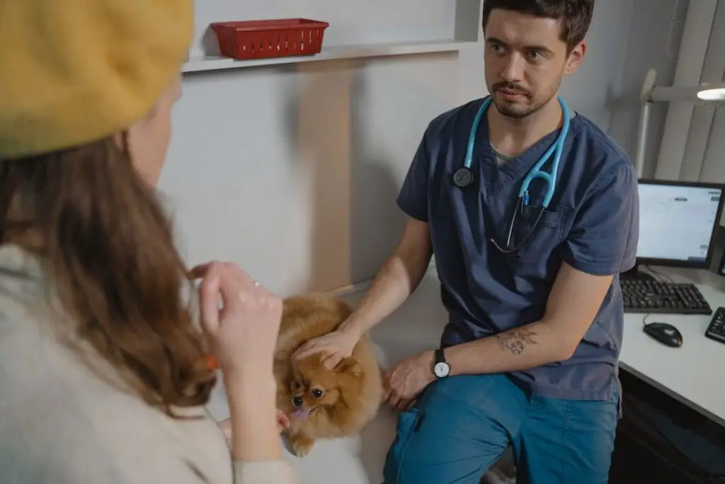 A brown pomeranian getting checked by a veterinarian while her owner looks on