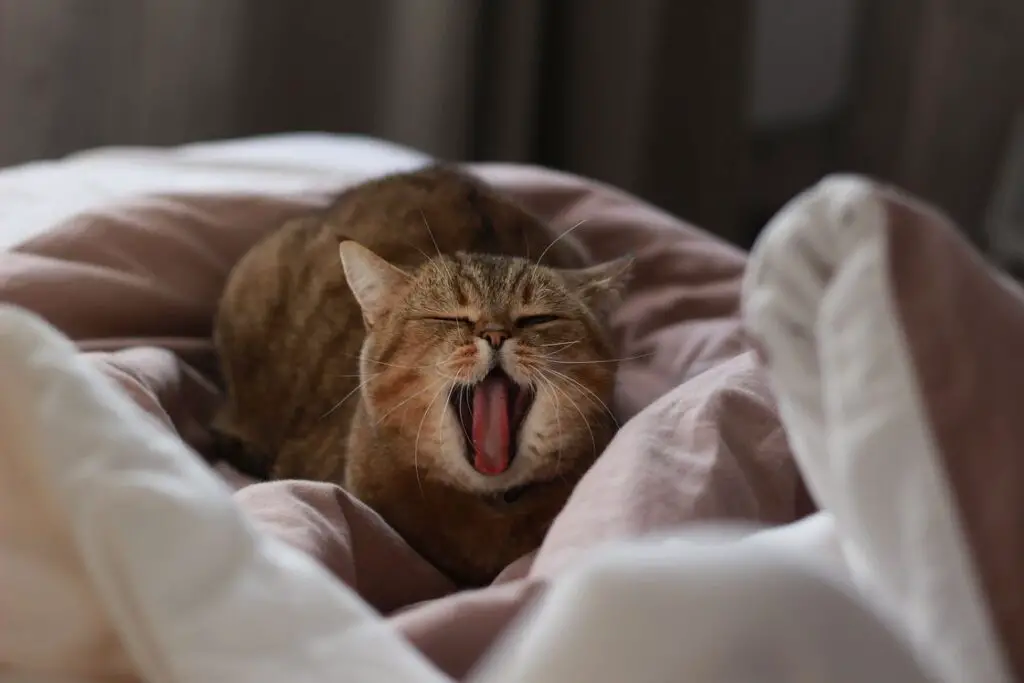 Yellow tabby cat yawning while sitting on a bed