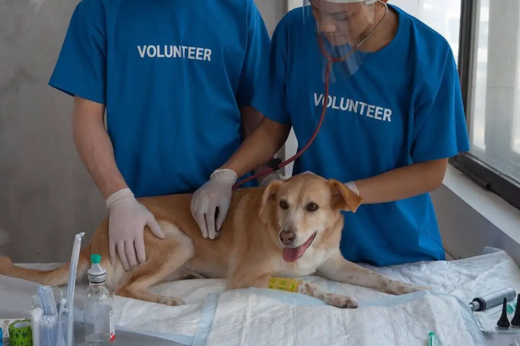 Two volunteers holding a brown dog down in a table while they use a stethoscope during its examination