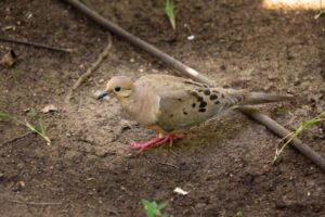Light brown pigeon walking on a soil covered ground