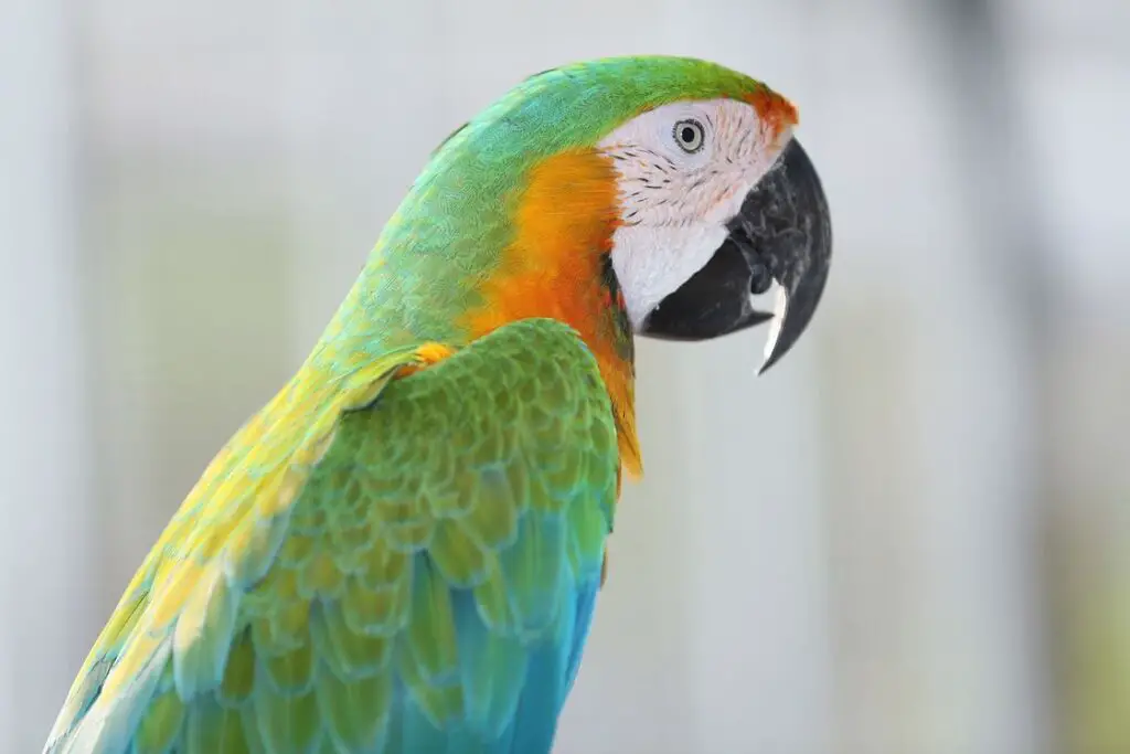 Green parrot with orange and blue feathers