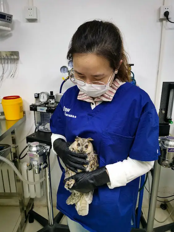 Veterinarian wearing black gloves while holding a gray owl close to her body