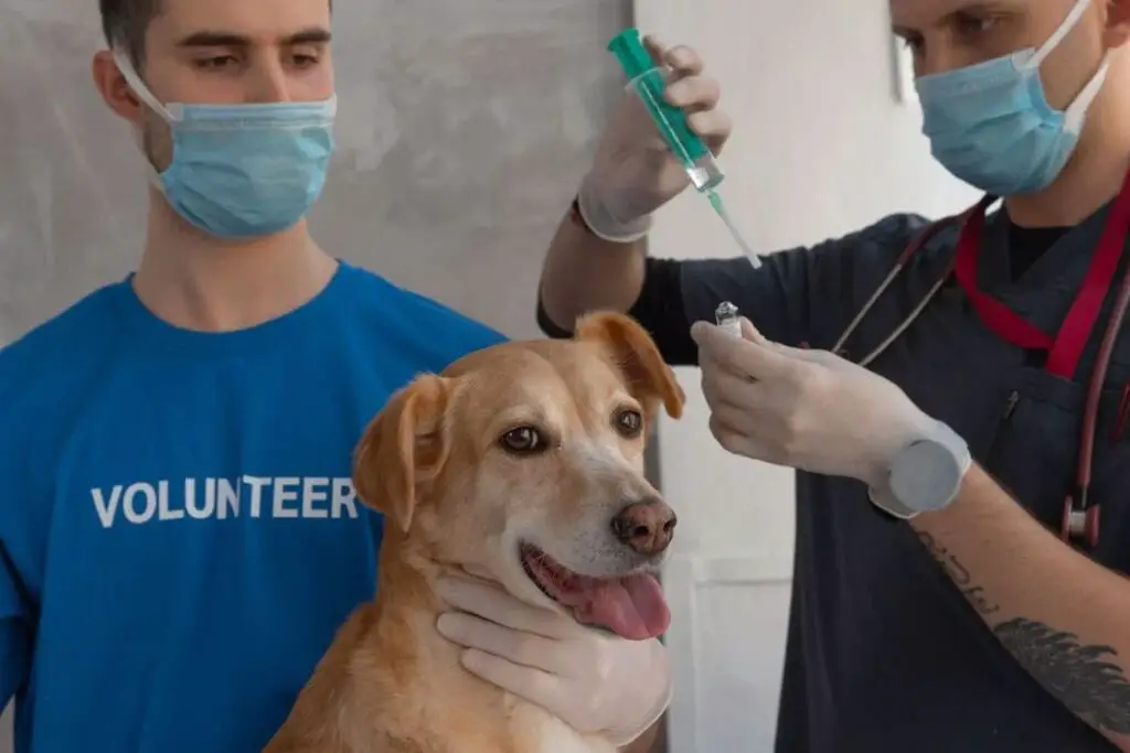 Volunteer wearing a mask holds down a brown dog while a veterinarian prepares a syringe