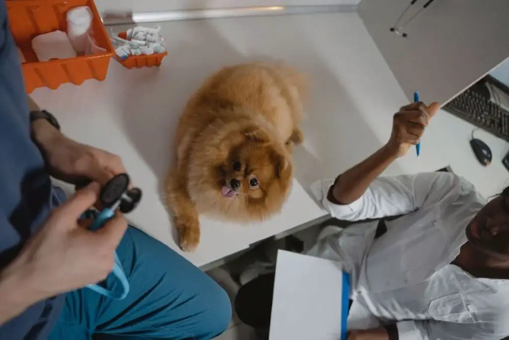 Brown pomeranian dog sitting on a white table while a veterinarian holding a stethoscope and assistant looks on