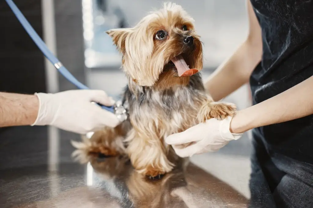 Yorkshire terrier with brown and black fur having a medical check-up in the clinic