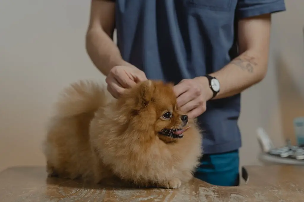 A veterinarian doing a check-up on a brown pomeranian puppy