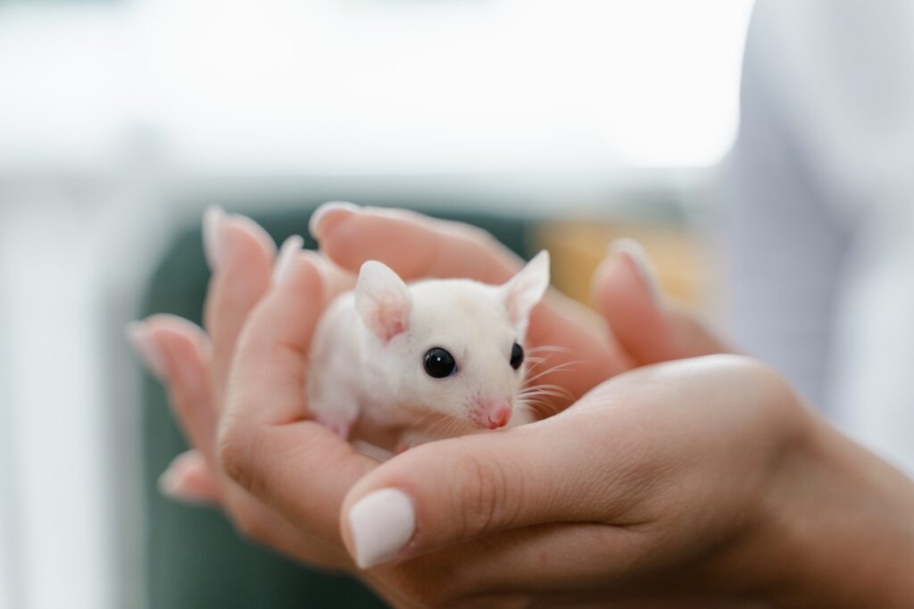 A close-up view of a person holding a white rat