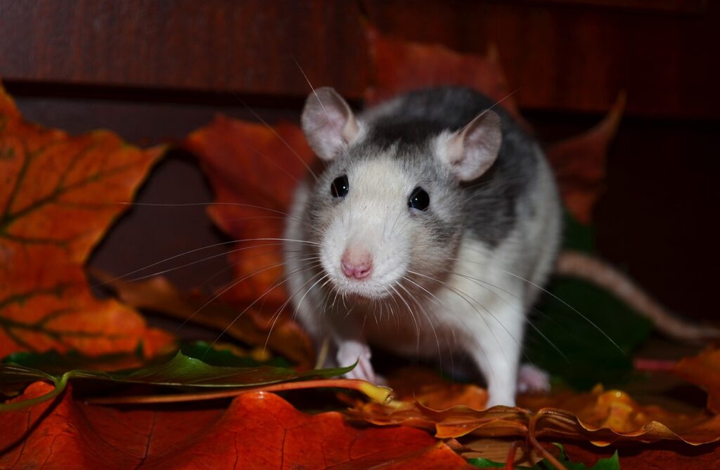 A black and white rat playing on the autumn leaves