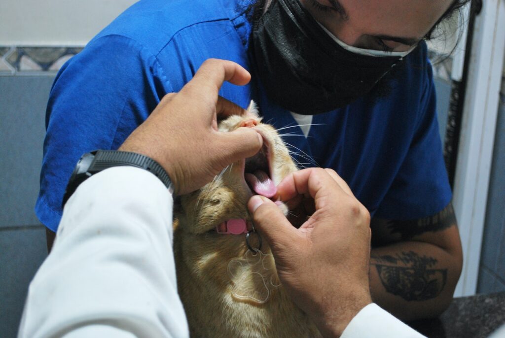 A veterinarian checking the mouth of a brown cat