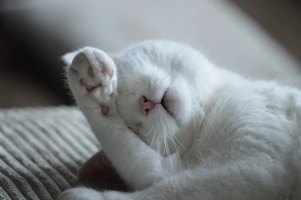 A close-up view of a white cat lying on a bed