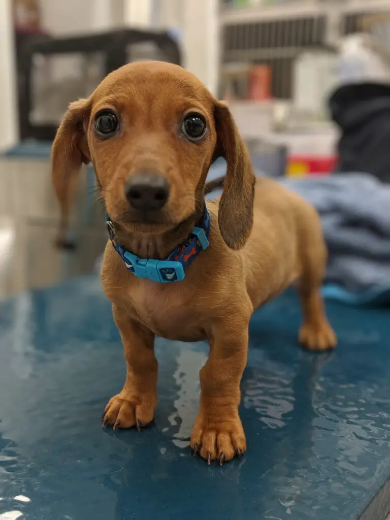 Brown daschund puppy standing on a vet table