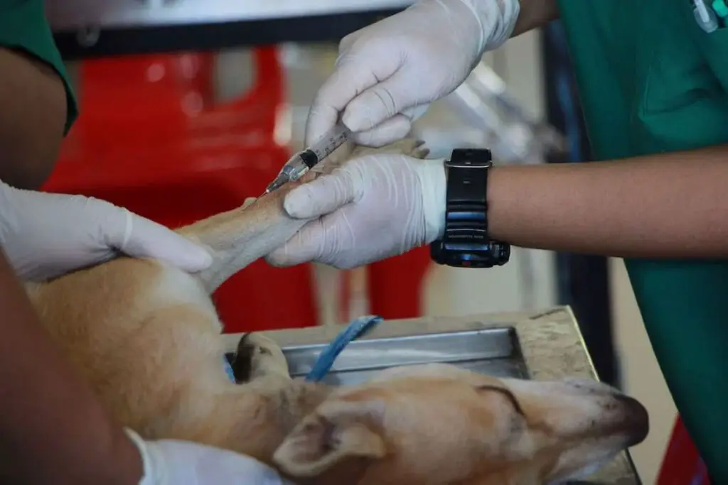 Vet wearing gloves vaccinating a dog while its laid out on the table