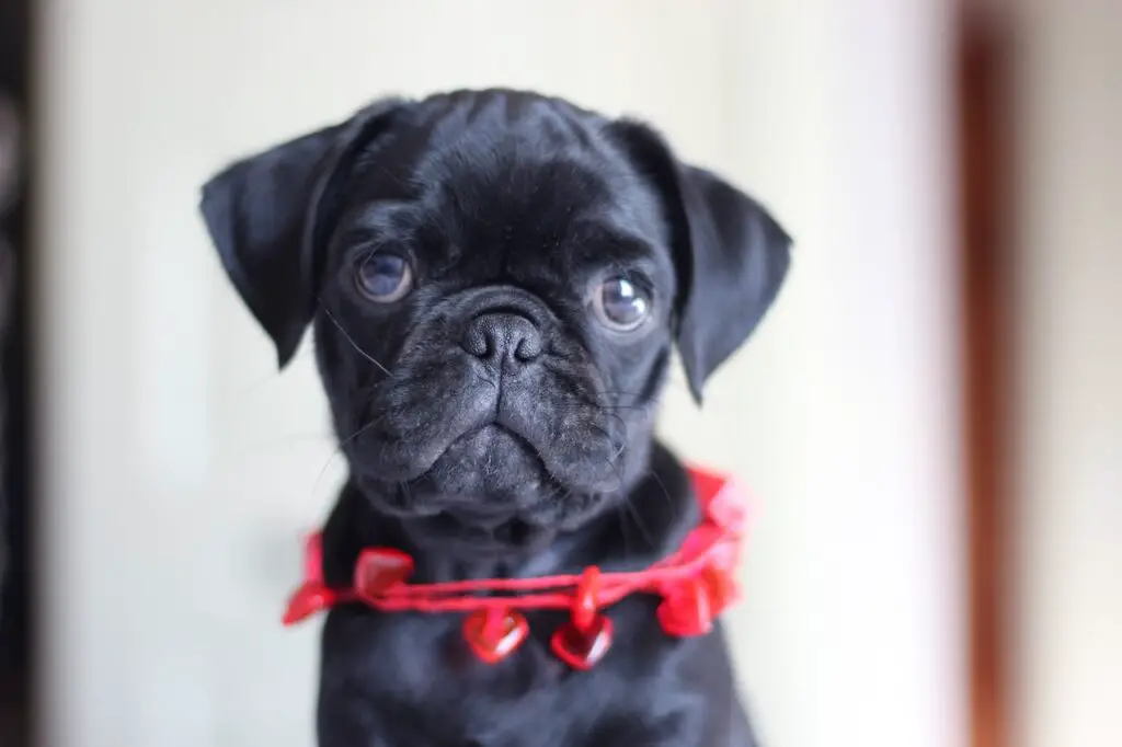 A close-up view of a black pug puppy wearing a red necklace