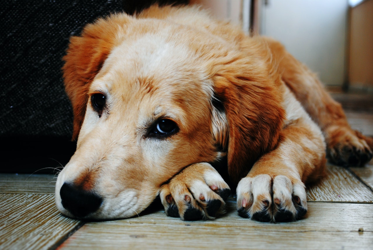 A close-up view of a tan and white short-coat dog lying down on a wooden floor