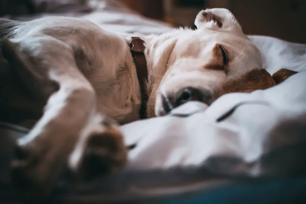 A dog with a white and brown coat wearing a brown collar sleeping in the bed