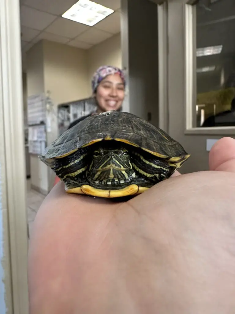 A person holding a turtle in the veterinary clinic