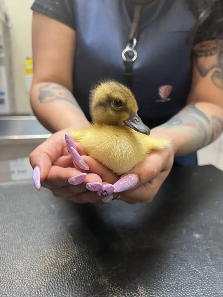 A person holds a yellow duckling in the veterinary clinic