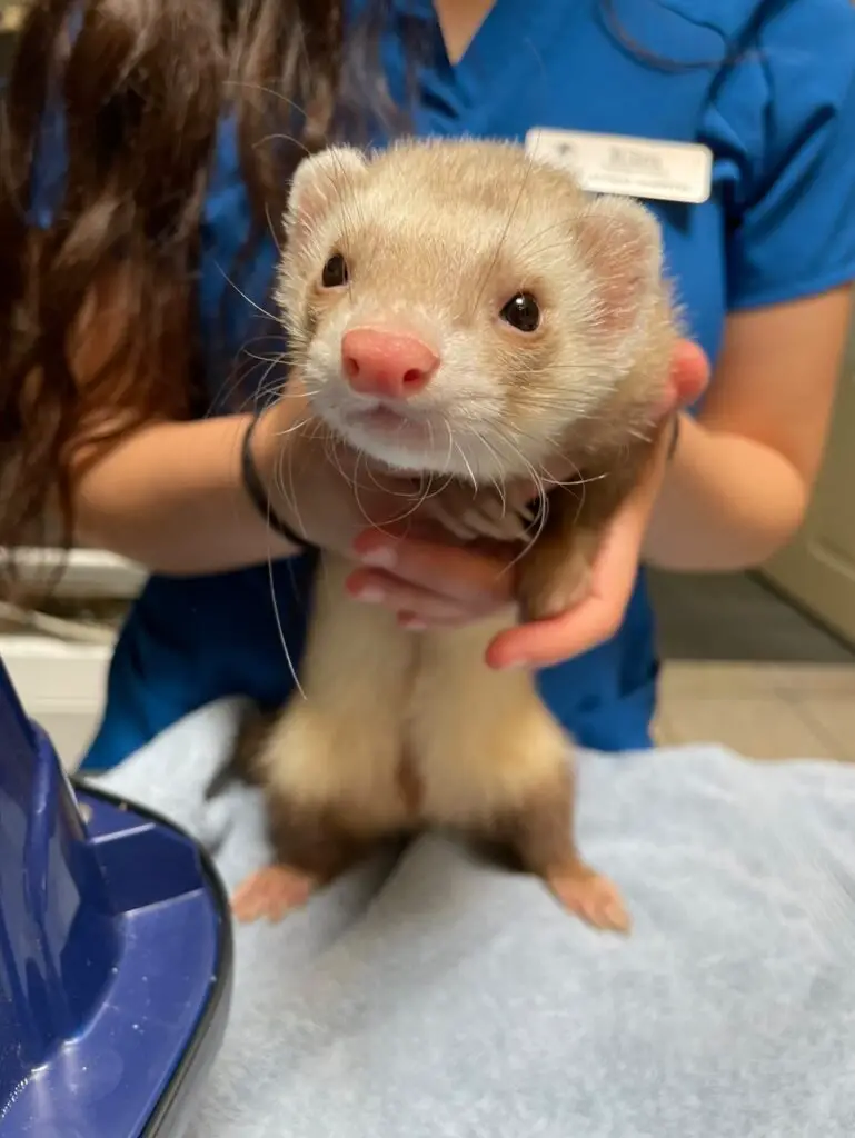 A person holds a ferret with light brown color
