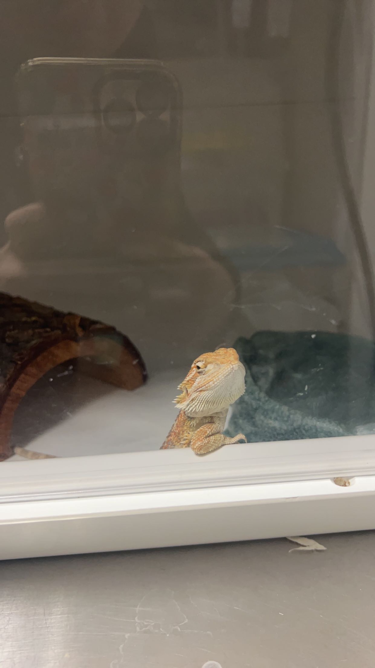 An Iguana placed on a glass cage with wood