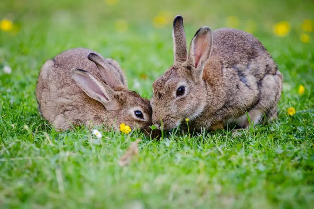 Two brown rabbits eating green grass outdoors