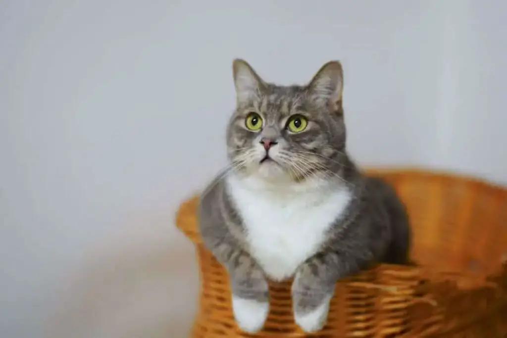 Cat in a wooden basket
