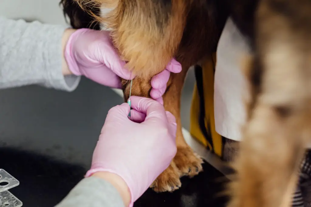 A veterinarian injecting a dog on its legs