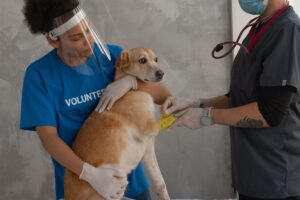 A veterinarian and an assistant helping together to wrap the dog's legs after vaccination