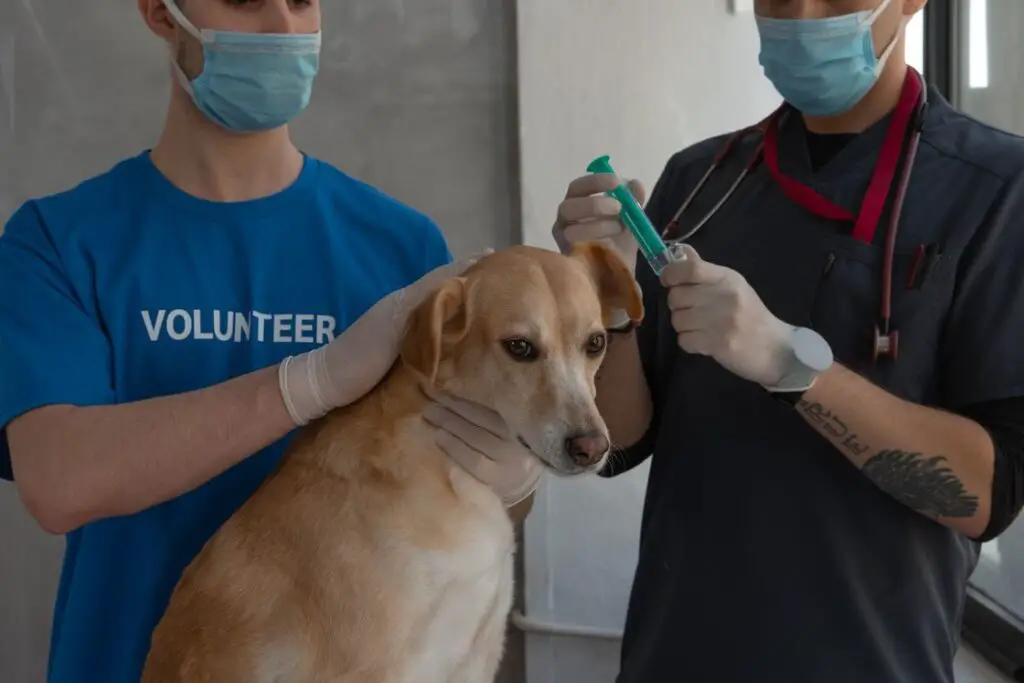 Volunteer holding down a dog while a veterinarian prepares a syringe