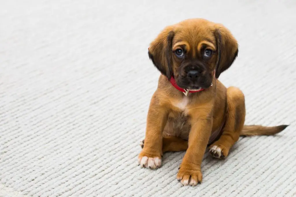 Brown puppy sitting on a carpeted floor