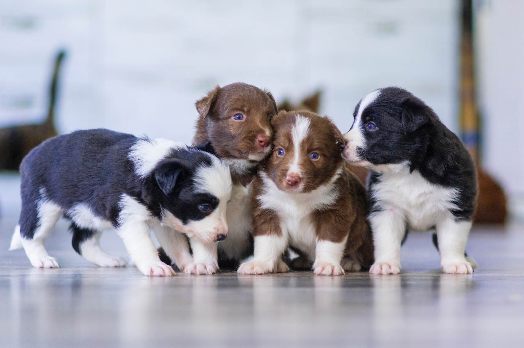 Group of four Border Collie puppies in a row