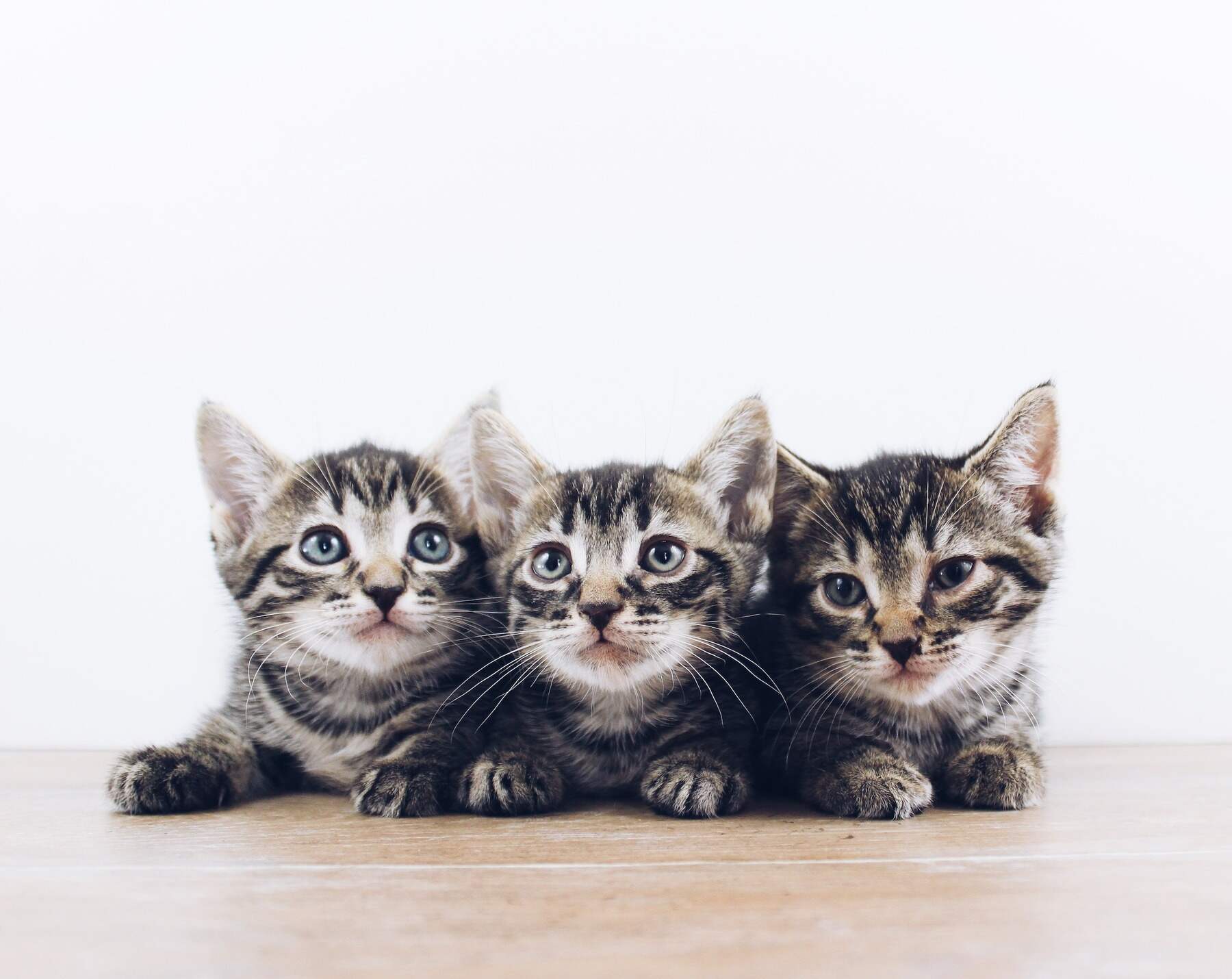 Three striped kittens looking directly at the camera