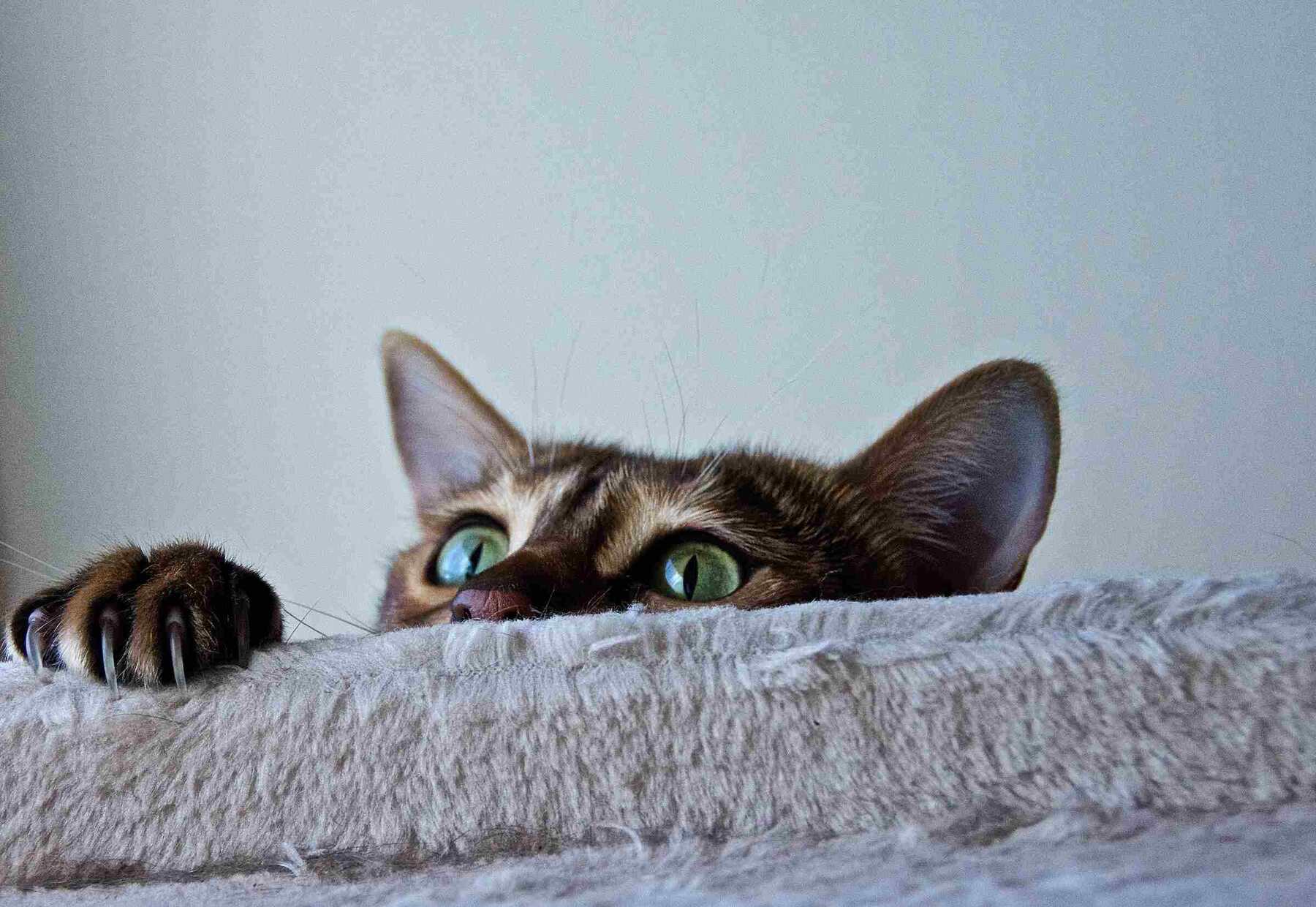Cat peeking over edge
