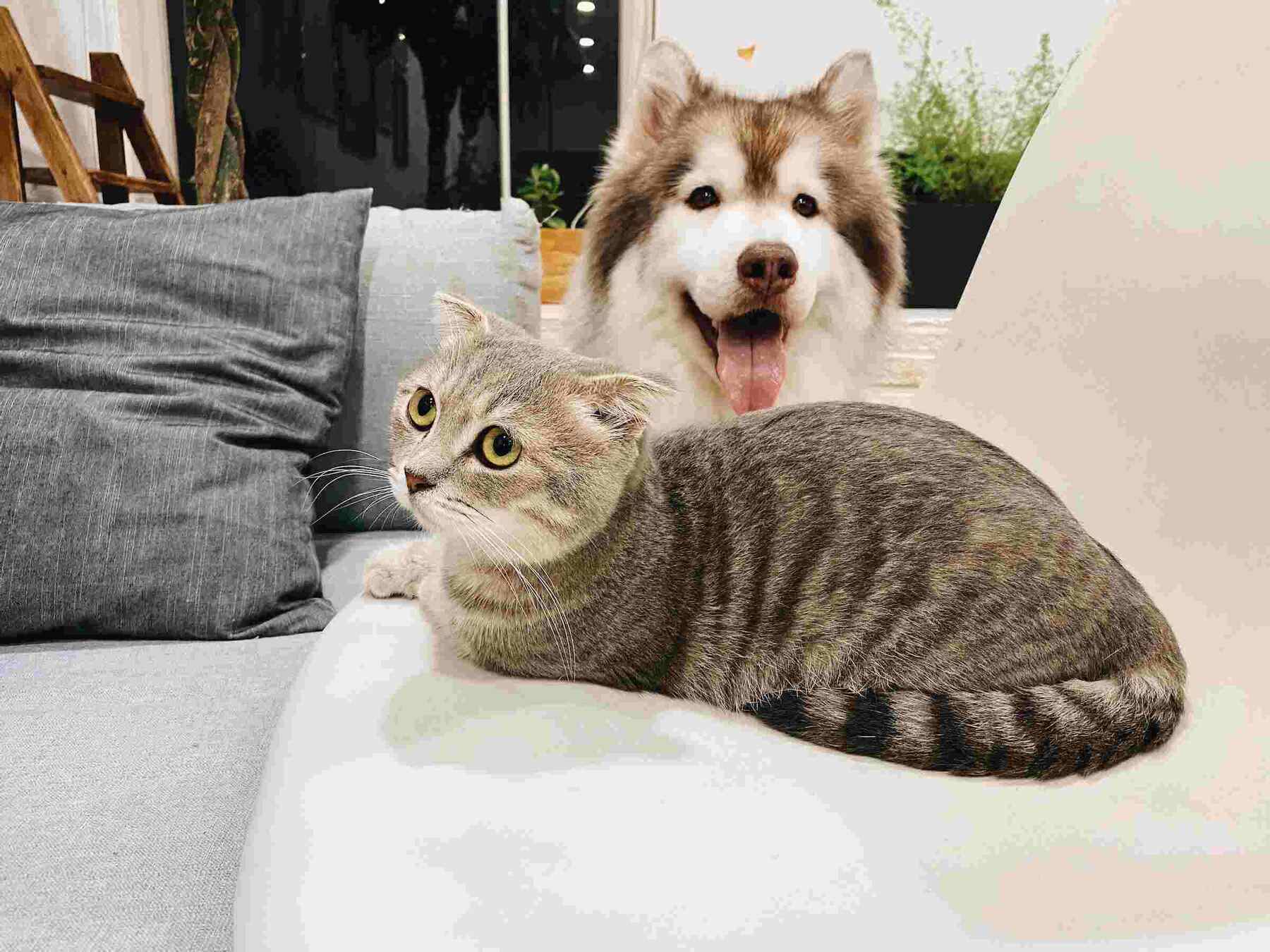 Cat and dog on a couch